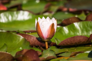 Doğal bir gölette yetişen güzel bir açık pembe nilüfer. Su çiçekleri ile renkli yaz manzarası.