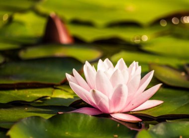 Doğal bir gölette yetişen güzel bir açık pembe nilüfer. Su çiçekleri ile renkli yaz manzarası.