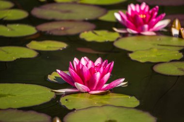 Doğal bir gölette yetişen güzel bir açık pembe nilüfer. Su çiçekleri ile renkli yaz manzarası.