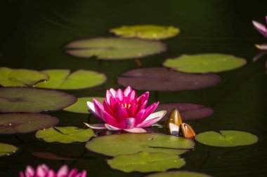 Doğal bir gölette yetişen güzel bir açık pembe nilüfer. Su çiçekleri ile renkli yaz manzarası.