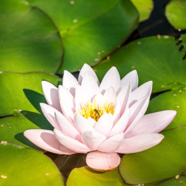 Doğal bir gölette yetişen güzel bir açık pembe nilüfer. Su çiçekleri ile renkli yaz manzarası.