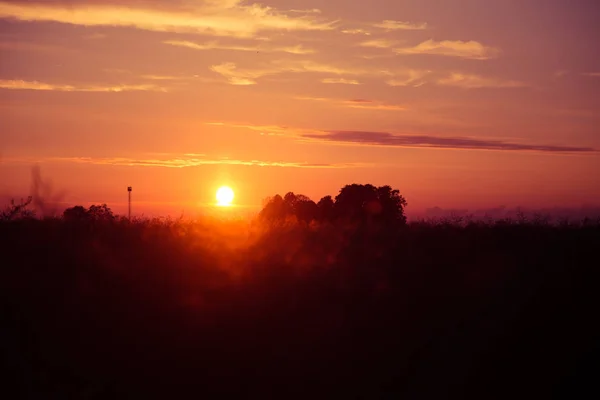 Magnifique Coucher Soleil Doré Sur Champ Colza Lettonie Europe Nord — Photo