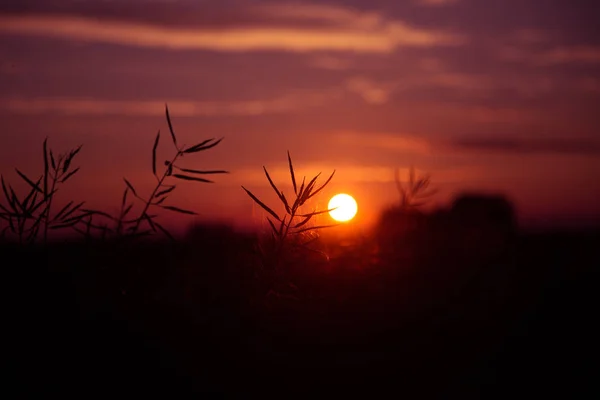 Una Hermosa Puesta Sol Dorada Sobre Campo Colza Letonia Norte — Foto de Stock