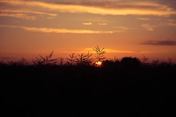 Ένα Πανέμορφο Χρυσαφί Ηλιοβασίλεμα Πάνω Από Χωράφι Κράμβα Στη Λετονία — Φωτογραφία Αρχείου