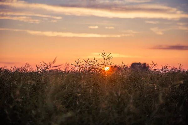 ラトビア 北ヨーロッパの菜種畑の上に美しい 黄金の夕日 田舎の夕方の光 — ストック写真