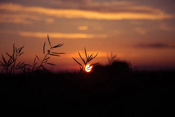 Magnifique Coucher Soleil Doré Sur Champ Colza Lettonie Europe Nord — Photo