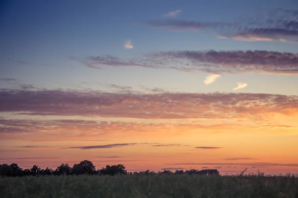 Letonya, Kuzey Avrupa'da kolza tarlasında güzel, altın bir gün batımı. Kırsal da akşam ışığı.