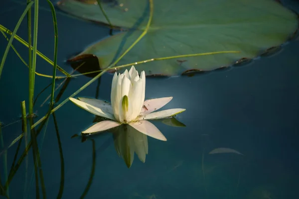 Doğal Bir Gölette Yetişen Güzel Bir Açık Pembe Nilüfer Çiçekleri — Stok fotoğraf