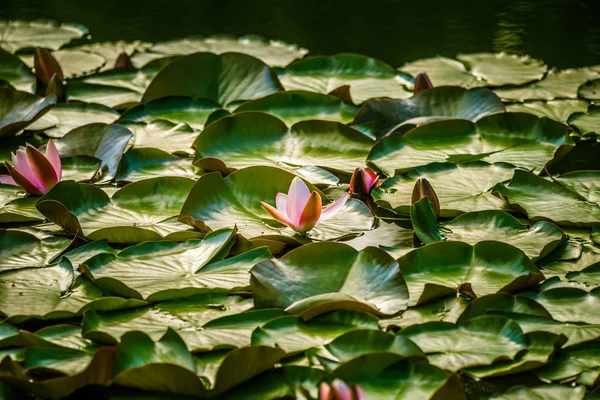 Beau Nénuphars Rose Clair Poussant Dans Étang Naturel Paysage Estival — Photo