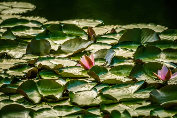 Beautiful Light Pink Water Lilies Growing Natural Pond Colorful Summer — Stock Photo, Image