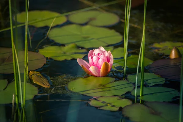 自然の池に生える美しい淡いピンクのスイユリ 水の花とカラフルな夏の風景 — ストック写真
