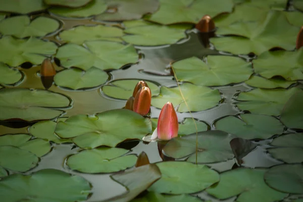 Una Bella Ninfee Rosa Chiaro Che Crescono Uno Stagno Naturale — Foto Stock