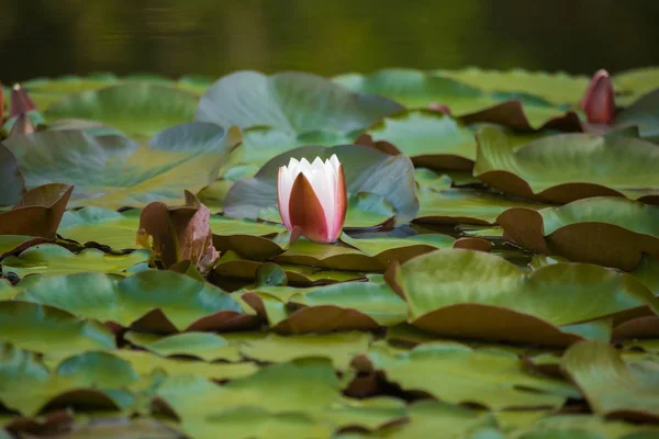 Piękne Jasnoróżowe Lilie Wodne Rosnące Naturalnym Staw Kolorowa Letnia Sceneria — Zdjęcie stockowe