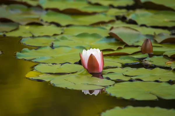 Una Bella Ninfee Rosa Chiaro Che Crescono Uno Stagno Naturale — Foto Stock