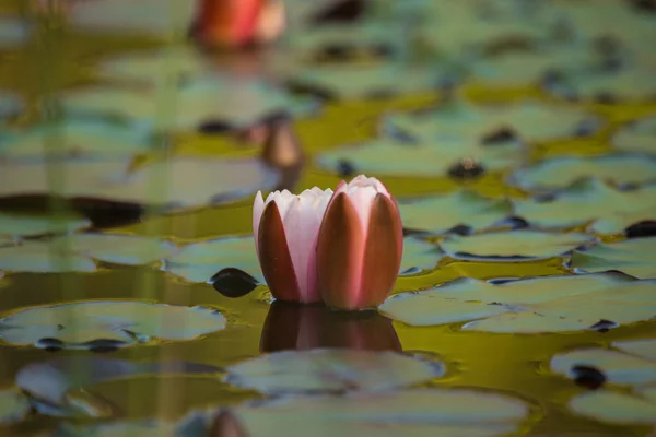 Beautiful Light Pink Water Lilies Growing Natural Pond Colorful Summer — Stock Photo, Image