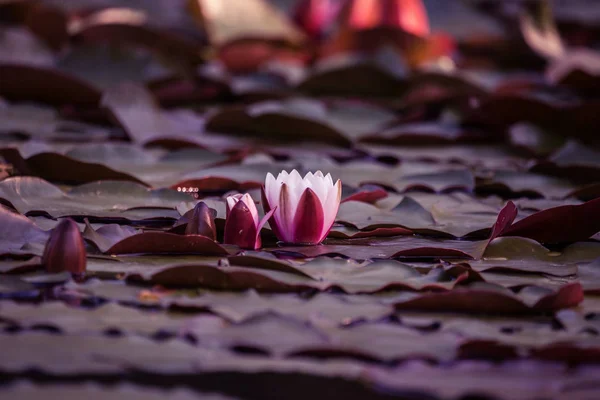 Beau Nénuphars Rose Clair Poussant Dans Étang Naturel Paysage Estival — Photo