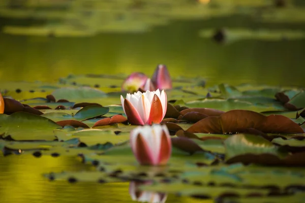 Hermoso Lirios Agua Rosa Claro Que Crece Estanque Natural Coloridos — Foto de Stock