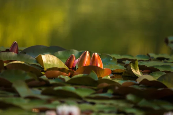 Piękne Jasnoróżowe Lilie Wodne Rosnące Naturalnym Staw Kolorowa Letnia Sceneria — Zdjęcie stockowe