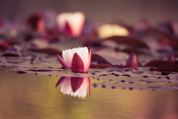 Eine Schöne Rosa Seerose Die Einem Natürlichen Teich Wächst Bunte — Stockfoto