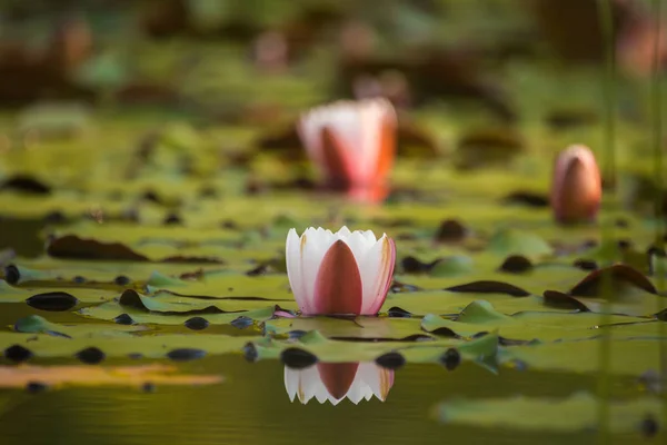 Beautiful Light Pink Water Lilies Growing Natural Pond Colorful Summer — Stock Photo, Image