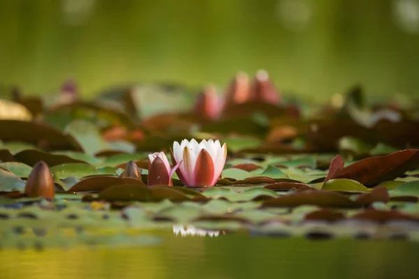 Beautiful Light Pink Water Lilies Growing Natural Pond Colorful Summer — Stock Photo, Image