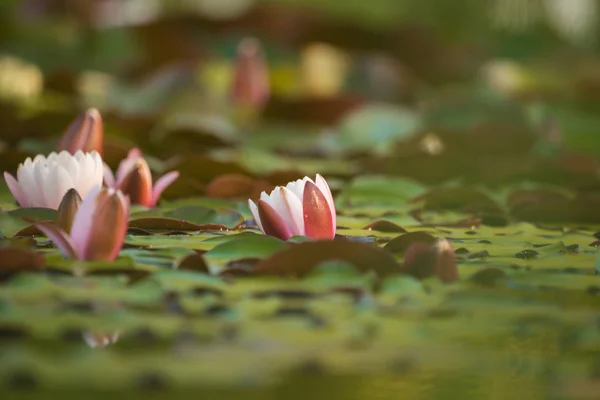 自然の池に生える美しい淡いピンクのスイユリ 水の花とカラフルな夏の風景 — ストック写真