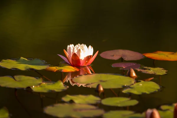 Přírodním Rybníku Roste Nádherná Světle Růžová Vodní Lilie Barevná Letní — Stock fotografie