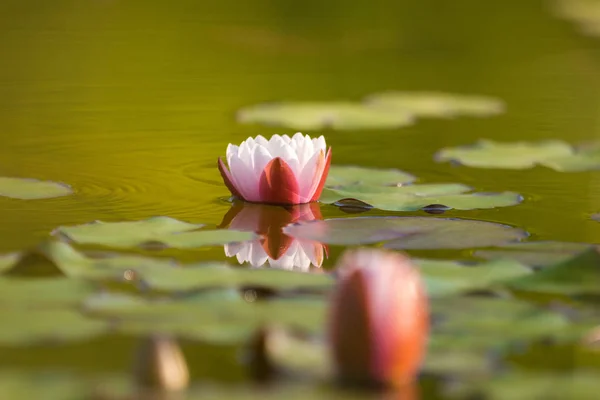 Una Bella Ninfee Rosa Chiaro Che Crescono Uno Stagno Naturale — Foto Stock