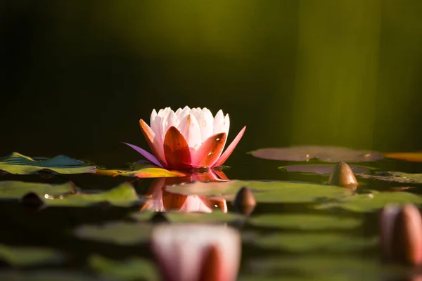 Přírodním Rybníku Roste Nádherná Světle Růžová Vodní Lilie Barevná Letní — Stock fotografie