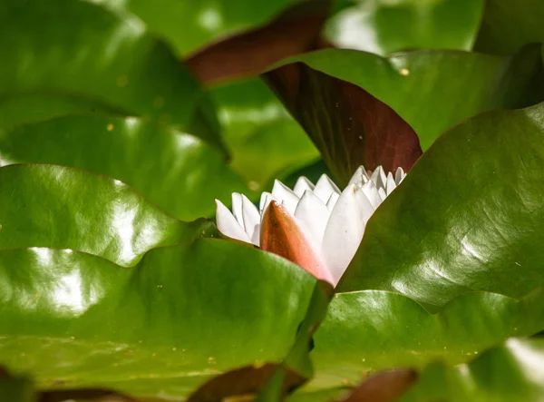 Doğal Bir Gölette Yetişen Güzel Bir Açık Pembe Nilüfer Çiçekleri — Stok fotoğraf