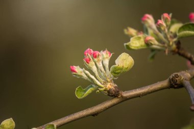 Güzel, beyaz elma ağacı çiçekleri güneşli bir günde çiçek. Bahçede bahar manzarası.