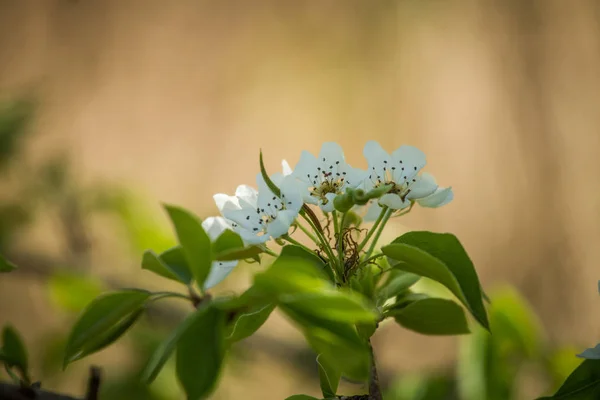 Bela Árvore Maçã Branca Floresce Dia Ensolarado Cenário Primavera Jardim — Fotografia de Stock