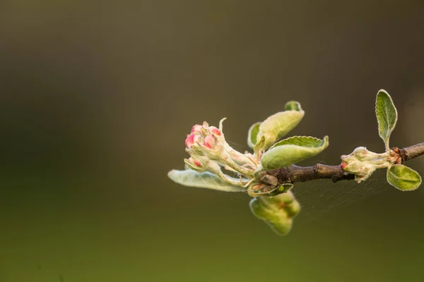晴れた日に咲く美しい白いリンゴの木 庭の春の風景 — ストック写真