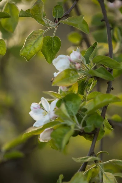 Vackra Vita Äppelträd Blommar Blommar Solig Dag Vårlandskap Trädgården — Stockfoto