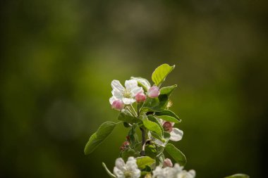 Güzel, beyaz elma ağacı çiçekleri güneşli bir günde çiçek. Bahçede bahar manzarası.