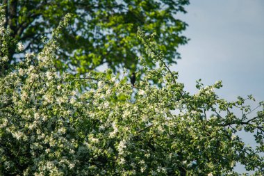 Güzel, beyaz elma ağacı çiçekleri güneşli bir günde çiçek. Bahçede bahar manzarası.