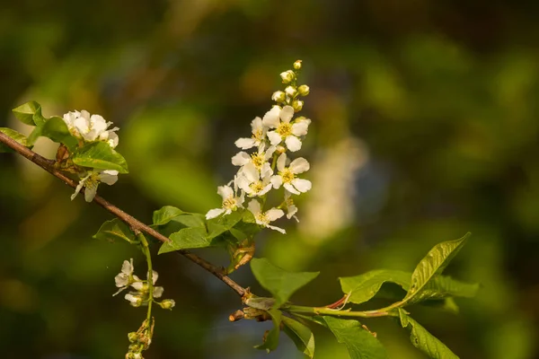 Vacker Fågel Körsbär Blommar Blommar Våren Vid Riverside Blommande Träd — Stockfoto