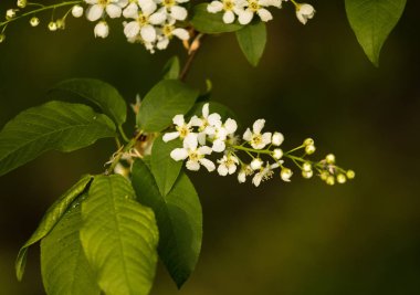 Nehir kenarında ilkbaharda açan güzel bir kuş kiraz çiçekleri. Ülkede çiçekli ağaç.