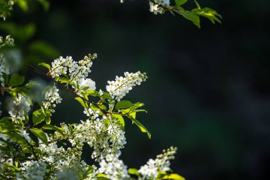 Nehir kenarında ilkbaharda açan güzel bir kuş kiraz çiçekleri. Ülkede çiçekli ağaç.