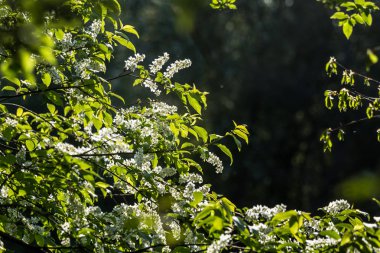 Nehir kenarında ilkbaharda açan güzel bir kuş kiraz çiçekleri. Ülkede çiçekli ağaç.