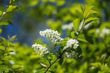 Nehir kenarında ilkbaharda açan güzel bir kuş kiraz çiçekleri. Ülkede çiçekli ağaç.