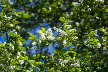 Nehir kenarında ilkbaharda açan güzel bir kuş kiraz çiçekleri. Ülkede çiçekli ağaç.