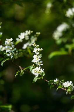 Nehir kenarında ilkbaharda açan güzel bir kuş kiraz çiçekleri. Ülkede çiçekli ağaç.