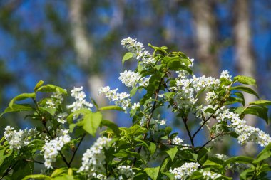 Nehir kenarında ilkbaharda açan güzel bir kuş kiraz çiçekleri. Ülkede çiçekli ağaç.