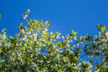 Nehir kenarında ilkbaharda açan güzel bir kuş kiraz çiçekleri. Ülkede çiçekli ağaç.