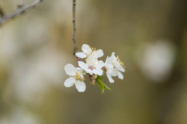 Baharda açan güzel bir kiraz çiçekleri. Çiçeklerde bahçe meyve ağacı.