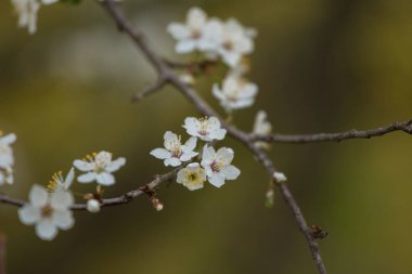 Baharda açan güzel bir kiraz çiçekleri. Çiçeklerde bahçe meyve ağacı.