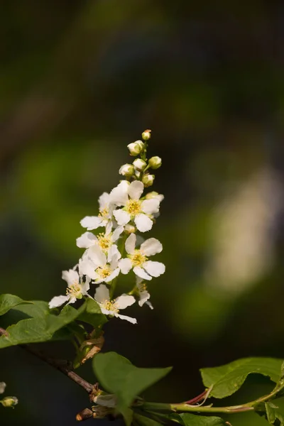 Uma Bela Cereja Pássaro Floresce Primavera Beira Rio Árvore Florida — Fotografia de Stock