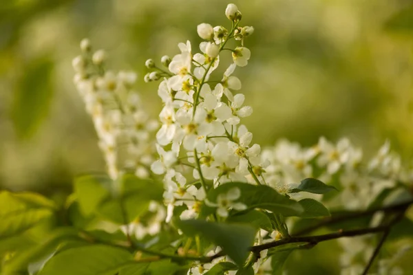 Een Prachtige Vogel Kersenbloesems Bloeien Het Voorjaar Bij Riverside Bloeiende — Stockfoto