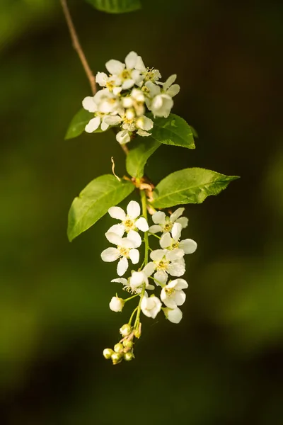 Vacker Fågel Körsbär Blommar Blommar Våren Vid Riverside Blommande Träd — Stockfoto